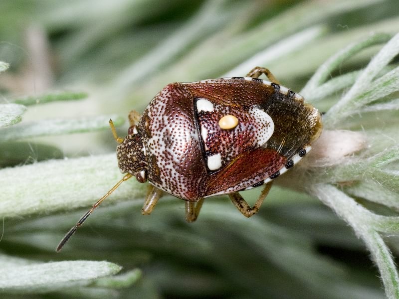 Stagonomus amoenus (Brulle, 1832)